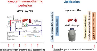 Prolonging Preservation or Assessment of Organ Quality—What is Key?
